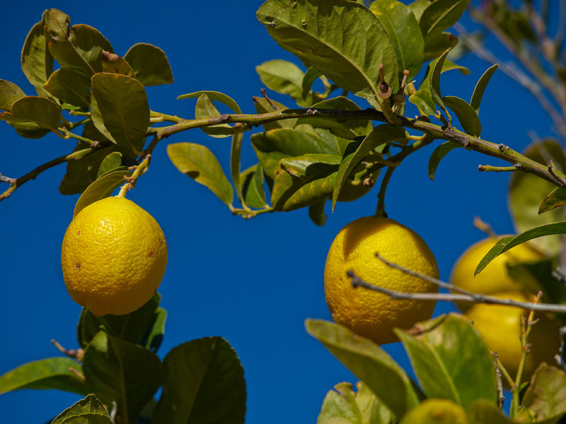 Namib Rand, Lemon